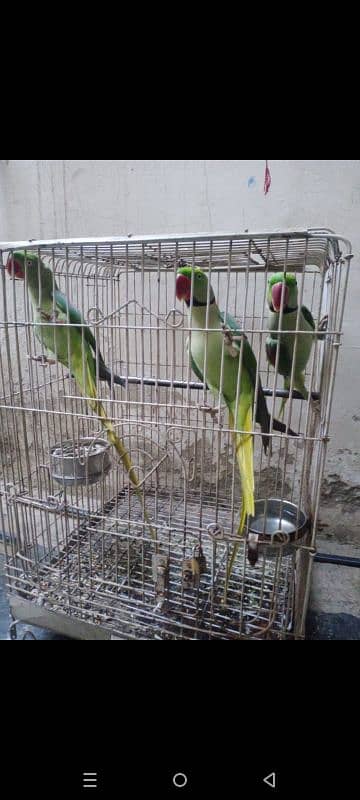 Raw parrot for sale 2