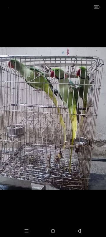 Raw parrot for sale 3