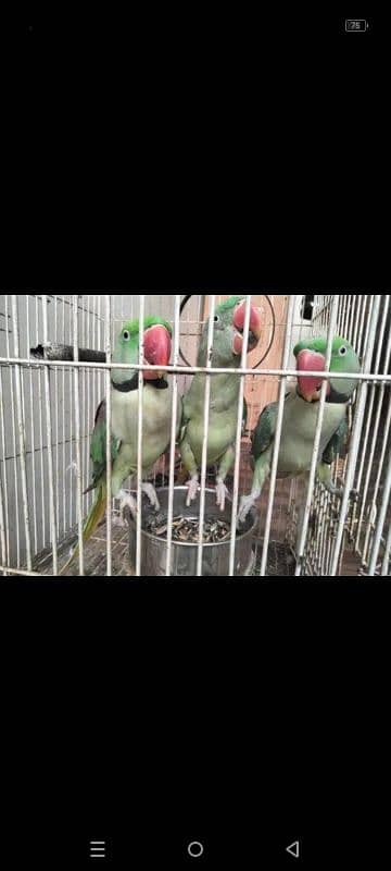 Raw parrot for sale 4