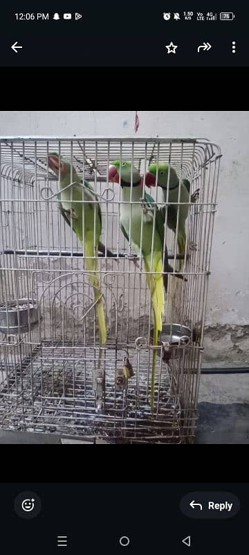 Raw parrot for sale 5