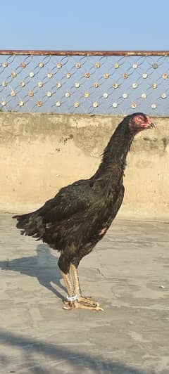 Shamo Female for sale