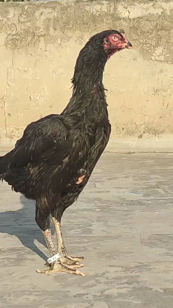 Shamo Female for sale 2