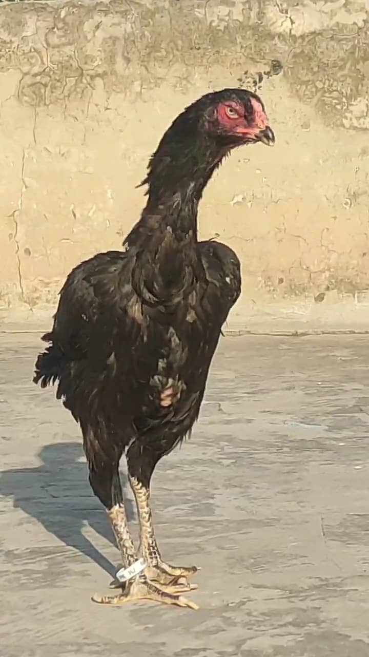 Shamo Female for sale 3