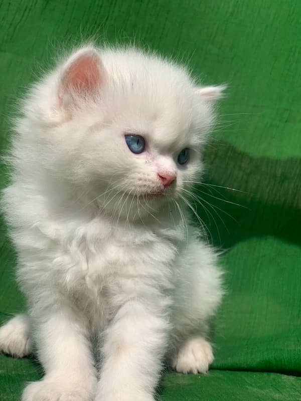 semi punch face triple coat white male persian kitten cat 0