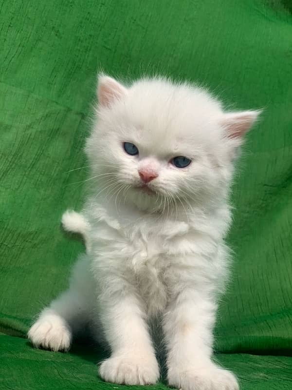 semi punch face triple coat white male persian kitten cat 1