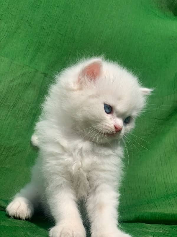 semi punch face triple coat white male persian kitten cat 2