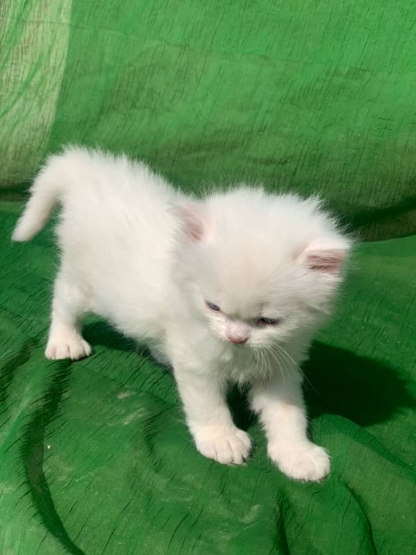 semi punch face triple coat white male persian kitten cat 4