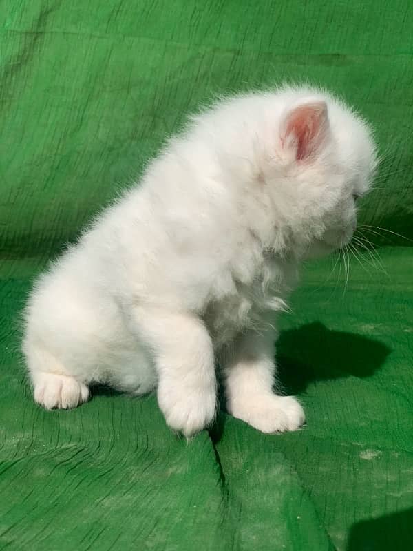 semi punch face triple coat white male persian kitten cat 5