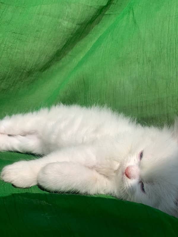 semi punch face triple coat white male persian kitten cat 6