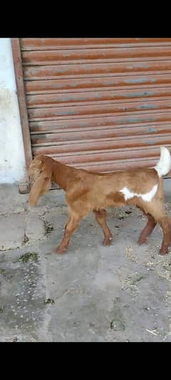 bakri bacho wali+2danth kamori breedar