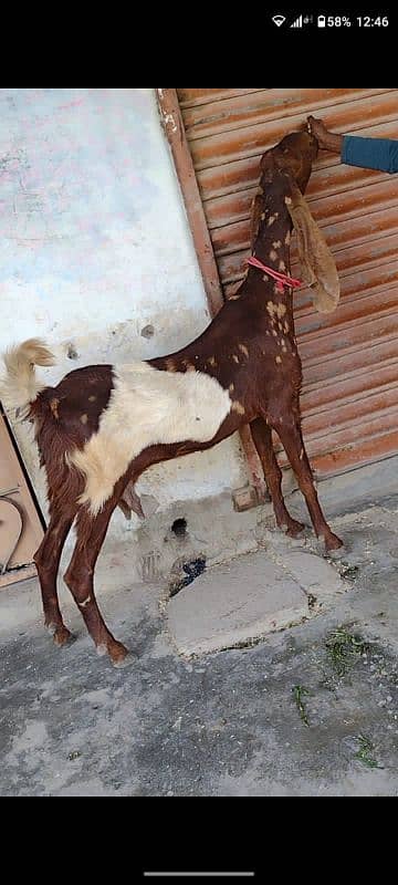 bakri bacho wali+2danth kamori breedar 1