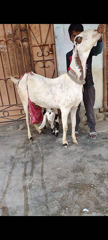 bakri bacho wali+2danth kamori breedar 2