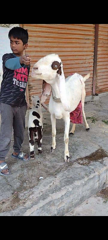 bakri bacho wali+2danth kamori breedar 3