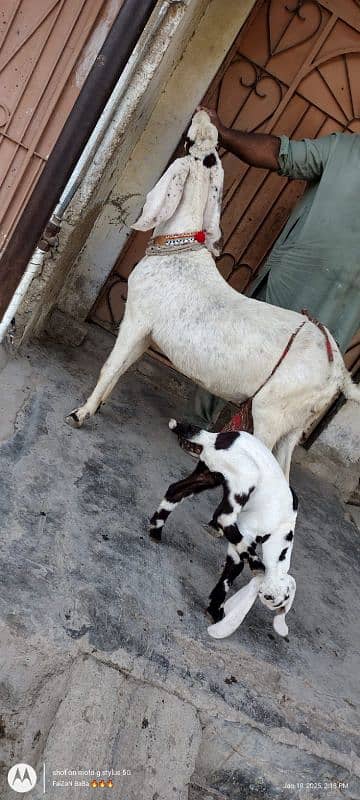 bakri bacho wali+2danth kamori breedar 4