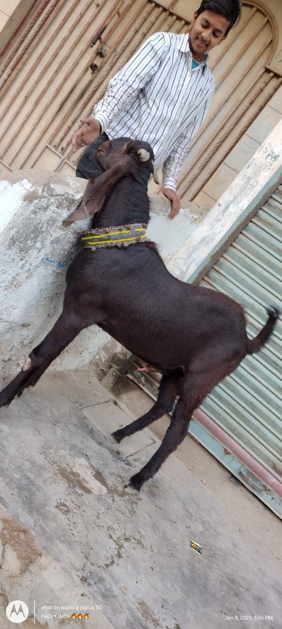 bakri bacho wali+2danth kamori breedar 5