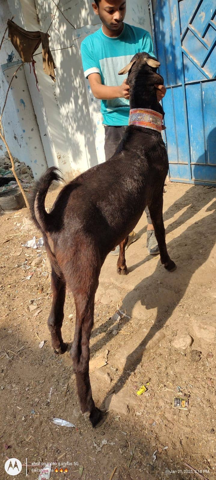 bakri bacho wali+2danth kamori breedar 6