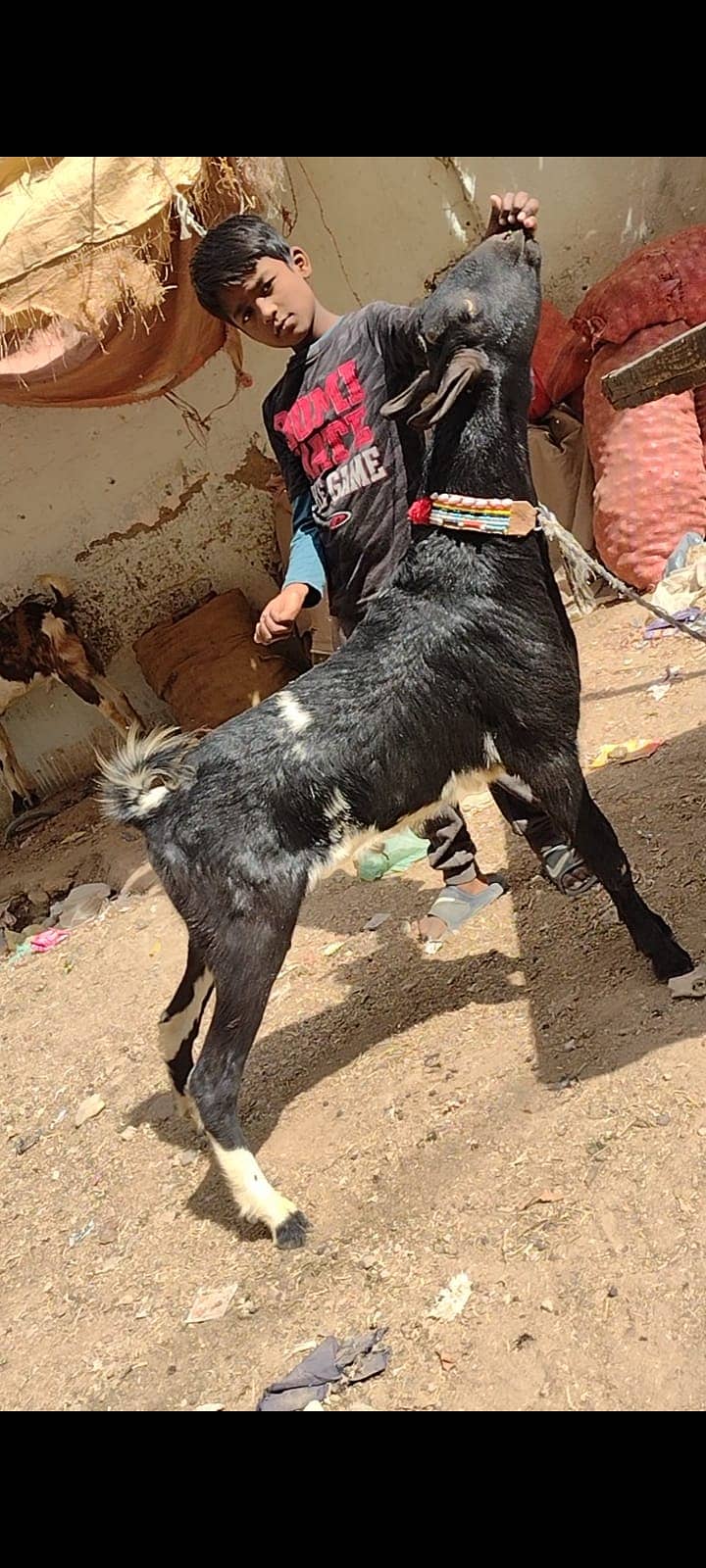 bakri bacho wali+2danth kamori breedar 8