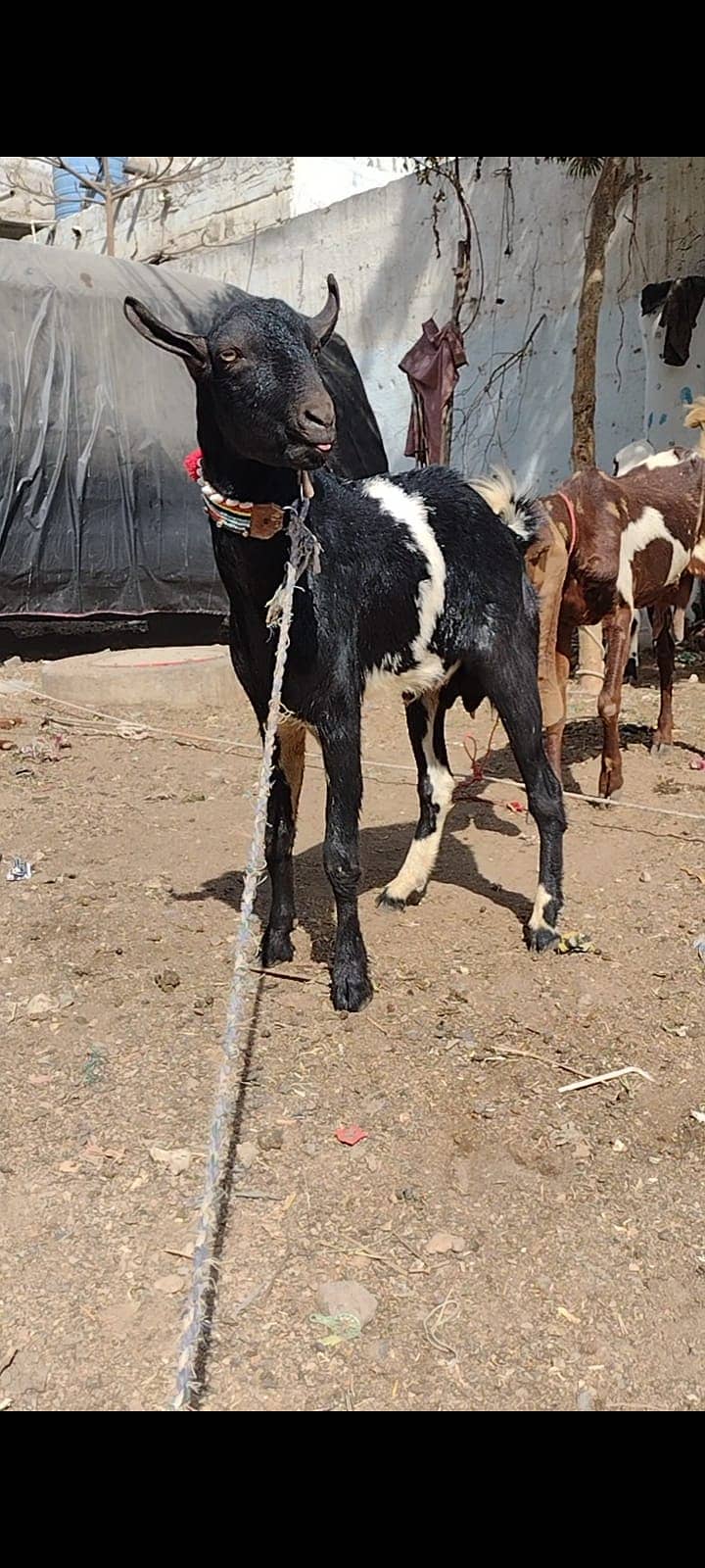 bakri bacho wali+2danth kamori breedar 9