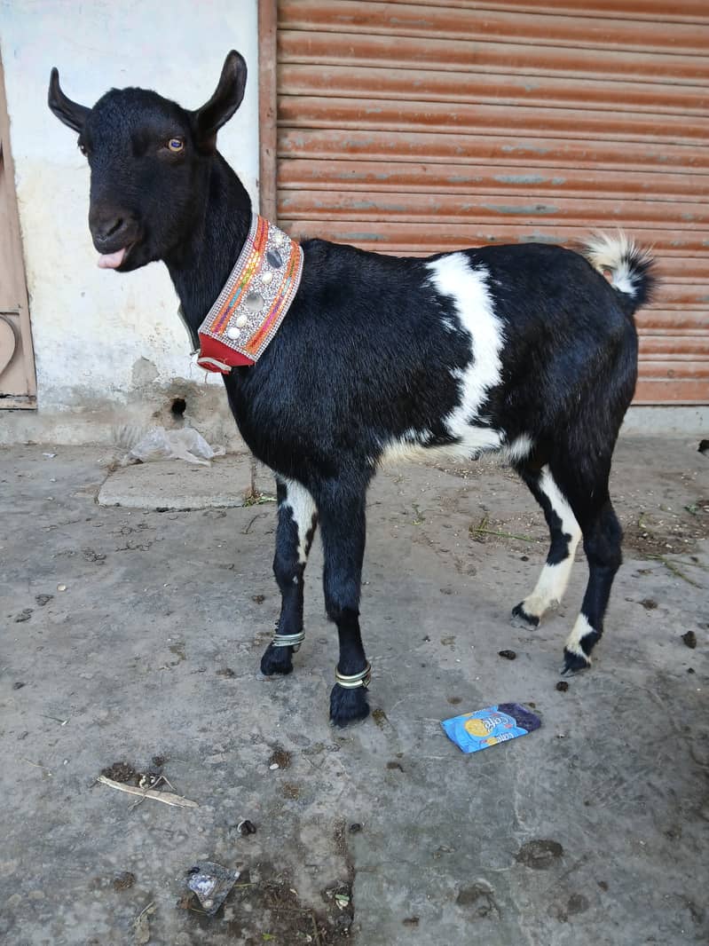 bakri bacho wali+2danth kamori breedar 10