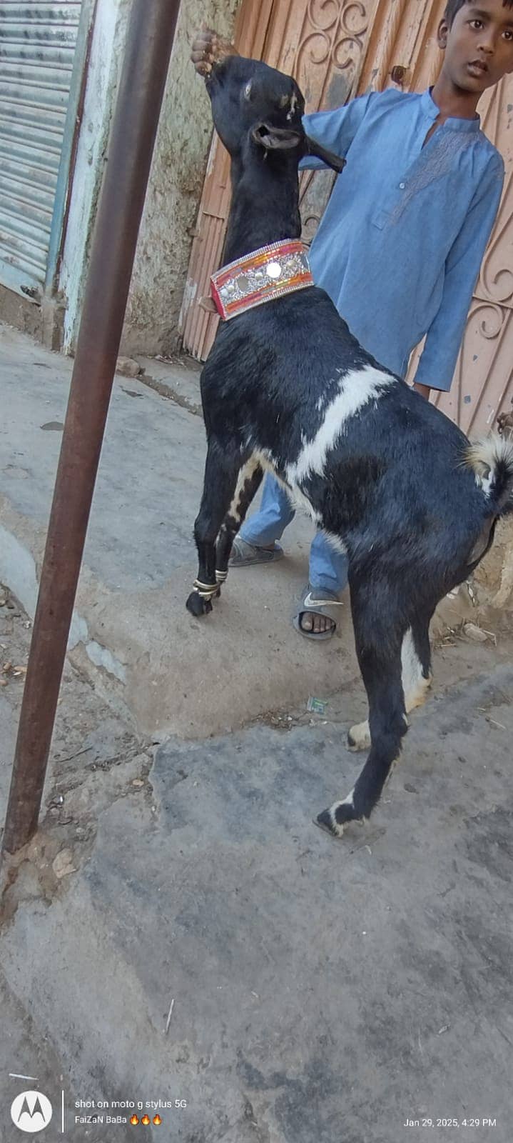 bakri bacho wali+2danth kamori breedar 11