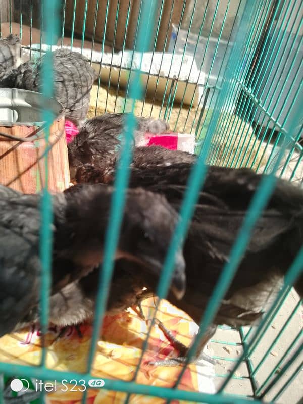 ayam cimani gray tung 4