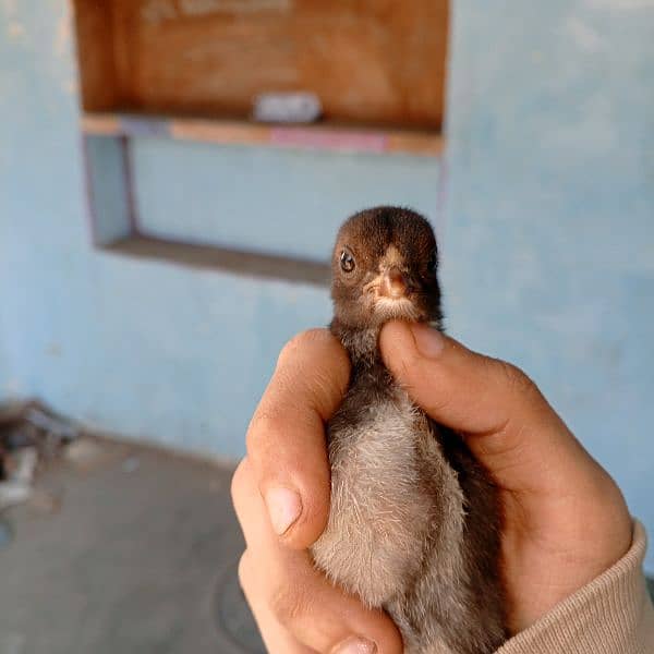 pure Thai Aseel chicks top quality only chicks for sale 1