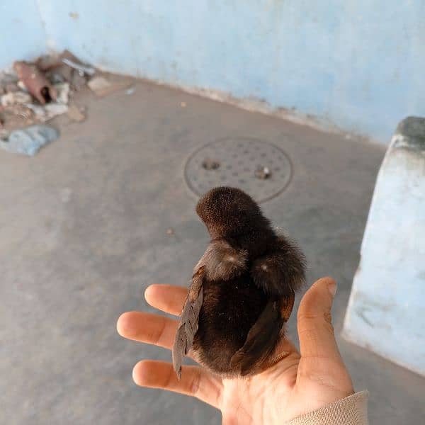 pure Thai Aseel chicks top quality only chicks for sale 4