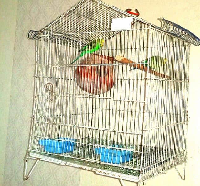 Australian birds pair with cage 1