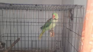 parrot