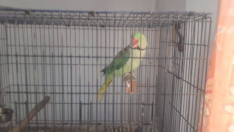 parrot 0