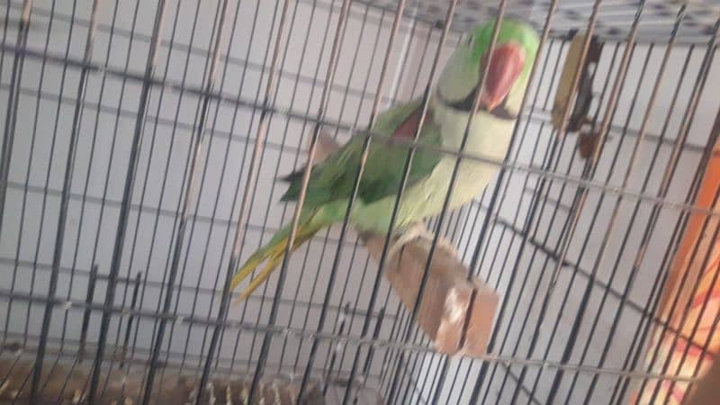 parrot 1