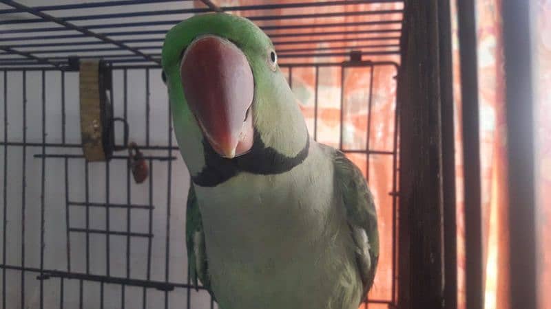 parrot 2