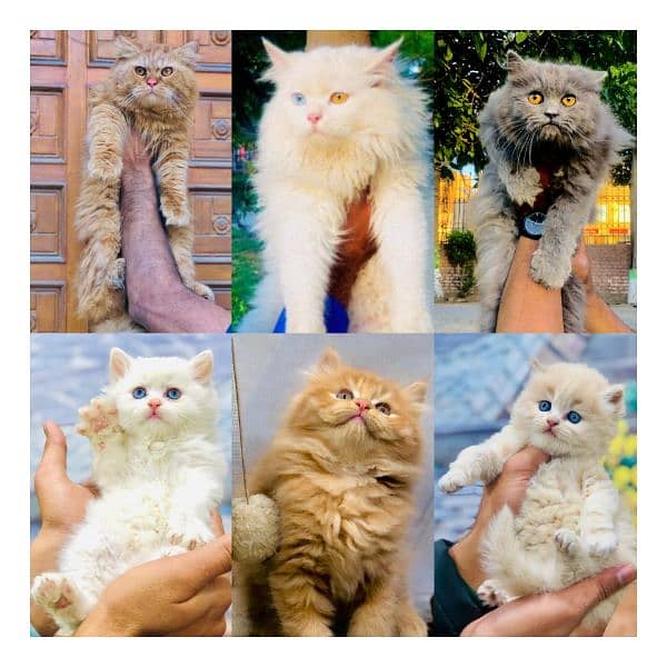 Persian triple coated punch face cat  available for sale 0