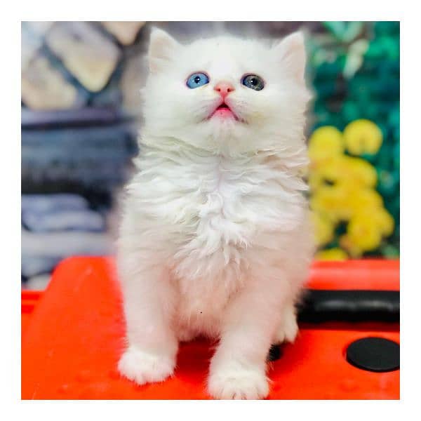 Persian triple coated punch face cat  available for sale 1