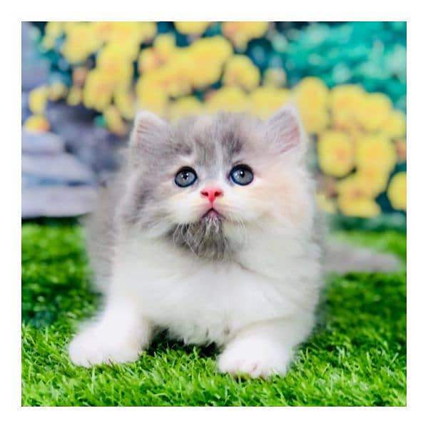 Persian triple coated punch face cat  available for sale 3