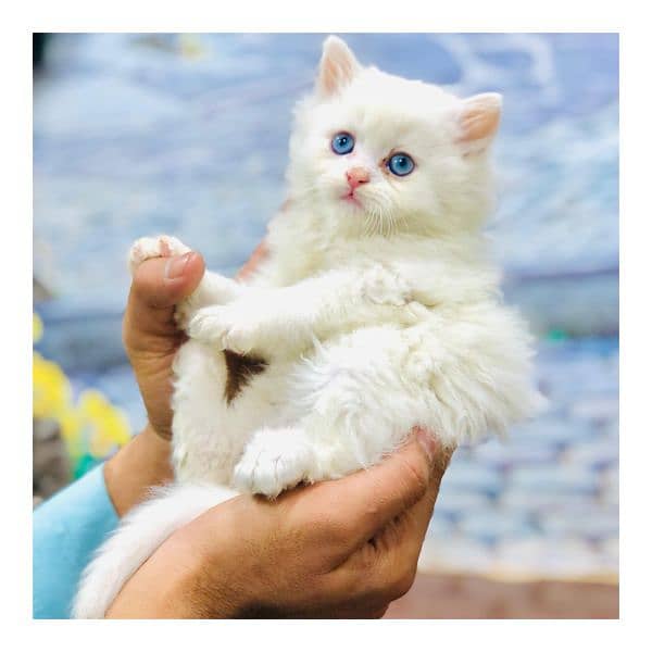 Persian triple coated punch face cat  available for sale 5