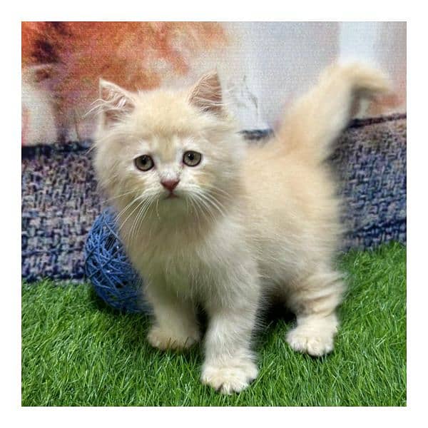 Persian triple coated punch face cat  available for sale 7