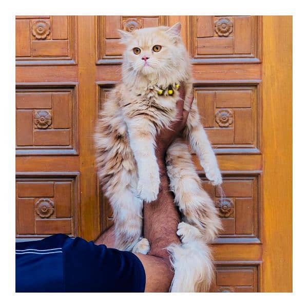 Persian triple coated punch face cat  available for sale 8