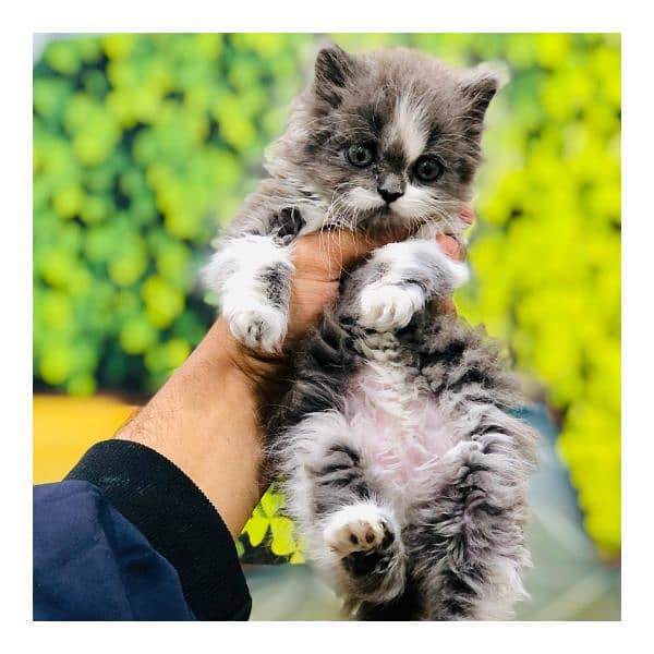 Persian triple coated punch face cat  available for sale 9