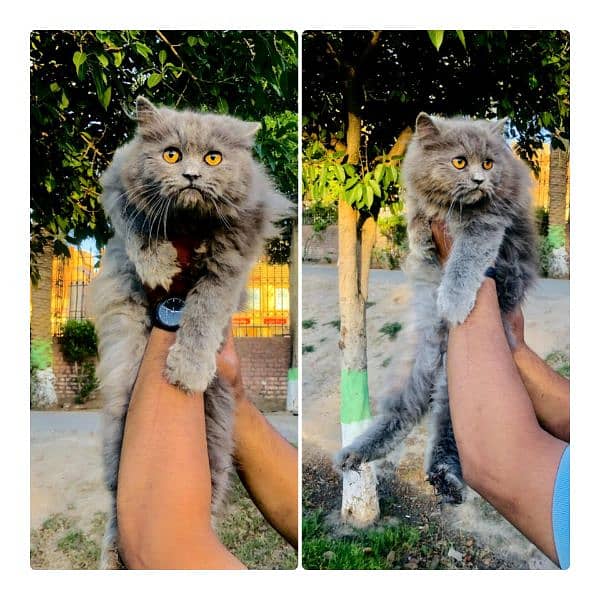 Persian triple coated punch face cat  available for sale 12