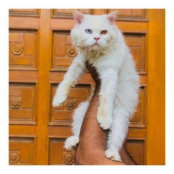 Persian triple coated punch face cat  available for sale 15