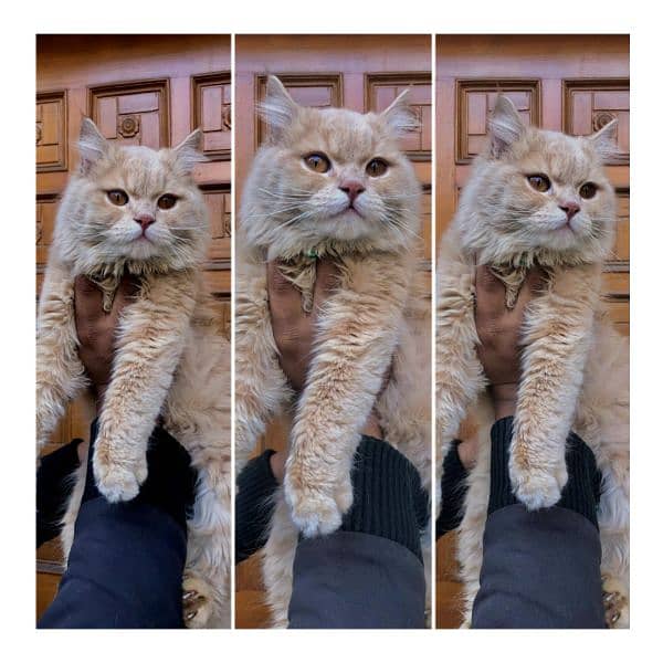 Persian triple coated punch face cat  available for sale 16