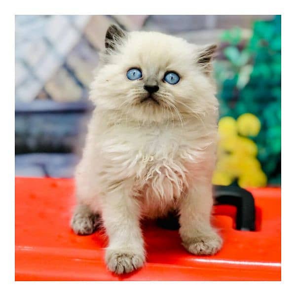 Persian triple coated punch face cat  available for sale 17