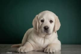 Labrador pedigree female puppy available looking for a new home