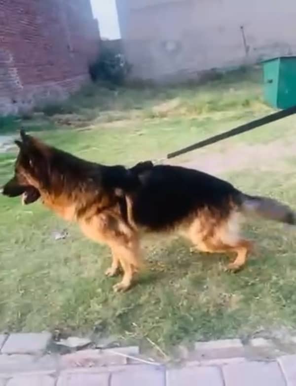 German Shepherd Long Hair 0