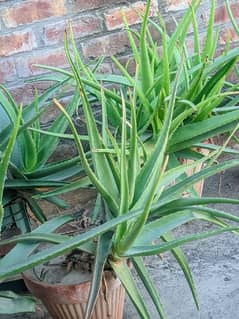 aloe vera plant