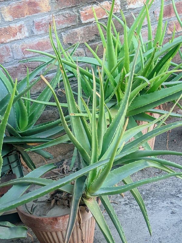 aloe vera plant 0