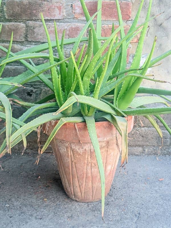 aloe vera plant 1