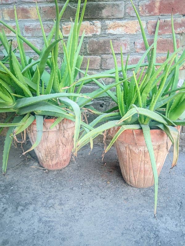 aloe vera plant 2