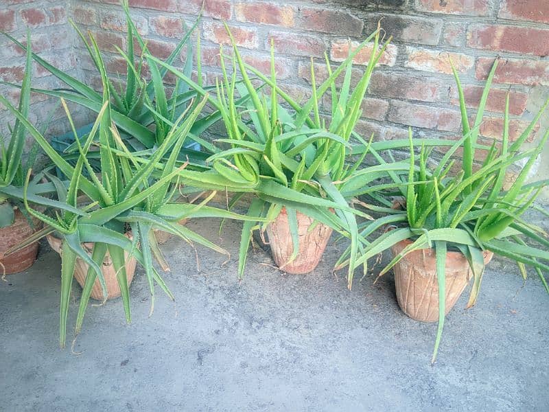 aloe vera plant 3